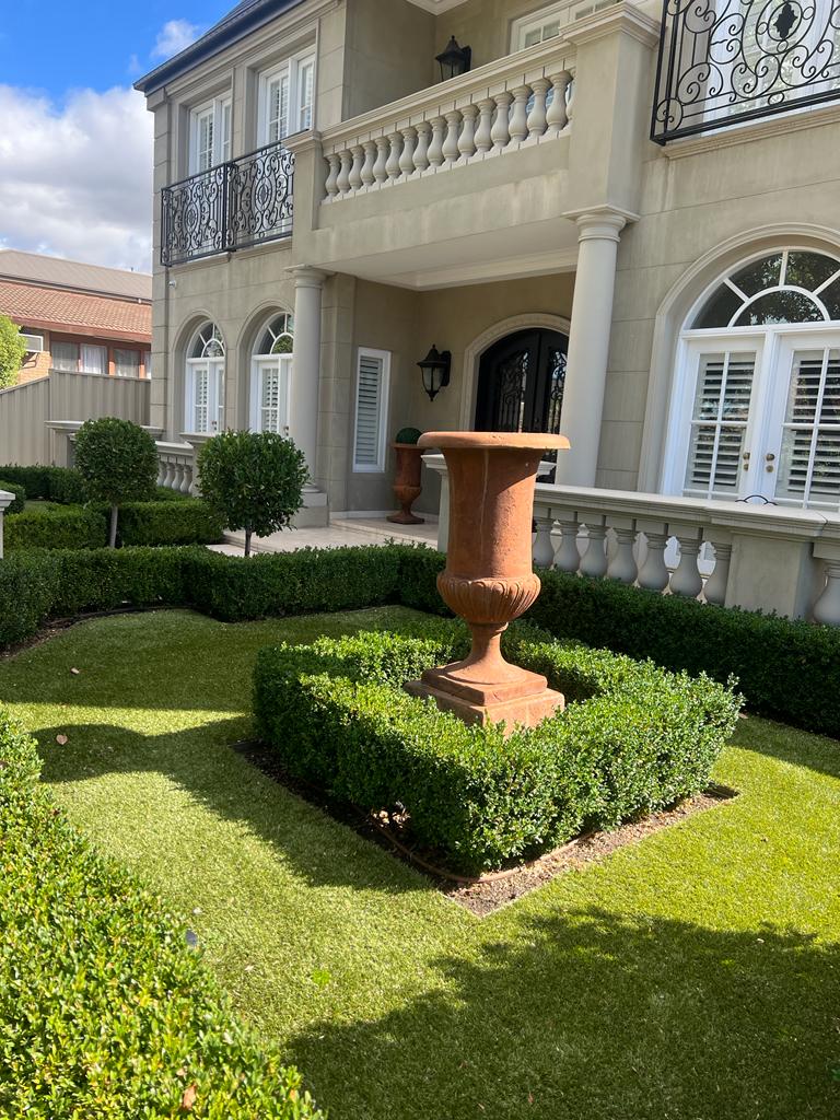 Buxus 'English Box' 3" Pot (Bulk Buy of 20) - Image 9