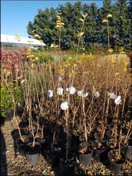 Potted plants at a nursery under a clear sky, with tall Lagerstroemia 'Albury White' Crepe Myrtle 8" Pot sporting yellow blooms and Albury White flowers in the foreground.