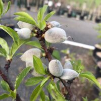 A close-up image of a Prunus 'All-in-One™' Almond Tree branch with small, fuzzy green fruits and fresh green leaves, against a blurred background of plants.