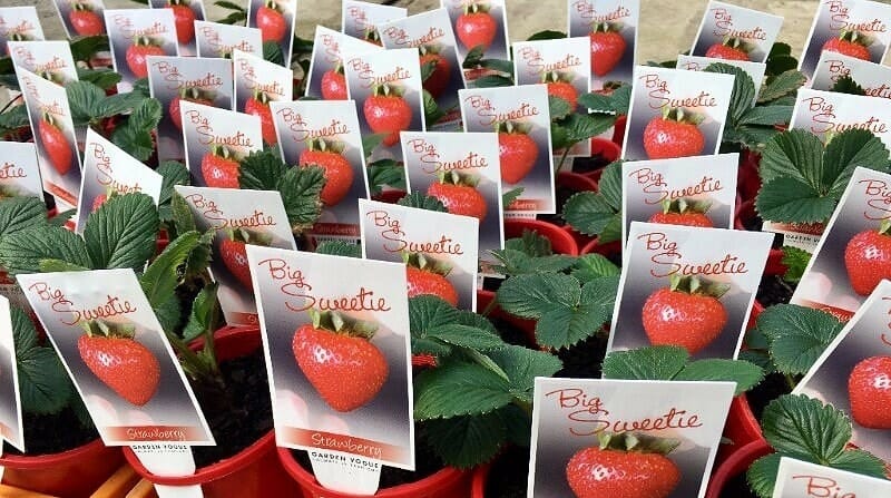Multiple Strawberry 'Big Sweetie' 4" Pots containing Strawberry Big Sweetie plants, each with a "big sweetie" label featuring an image of a strawberry.