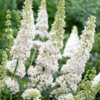 Buddleja 'White Bouquet' 4" Pot flowers blooming in a lush garden, surrounded by green foliage.