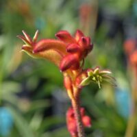 Close-up of Anigozathos 'Bush Flare™' Kangaroo Paw 6" Pot, with a soft-focus background of green foliage.