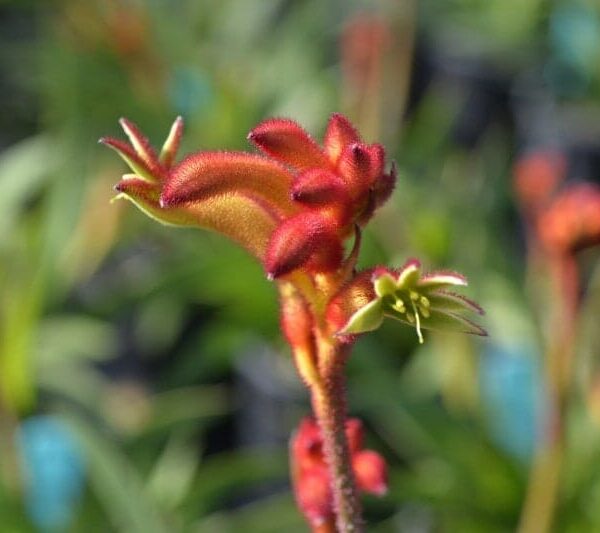 Close-up of Anigozathos 'Bush Flare™' Kangaroo Paw 6" Pot, with a soft-focus background of green foliage.