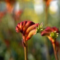 A close-up of a red and green budding Anigozanthos 'Bush Surprise™' Kangaroo Paw 6" Pot flower against a blurred background of other flowers in soft light.