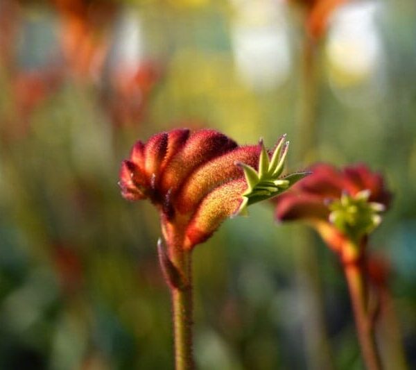 A close-up of a red and green budding Anigozanthos 'Bush Surprise™' Kangaroo Paw 6" Pot flower against a blurred background of other flowers in soft light.