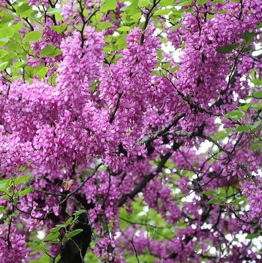 Vibrant pink blossoms of the Cercis 'Showgirl' Redbud 13" Pot densely cluster on the branches of a tree, set against a backdrop of green leaves.