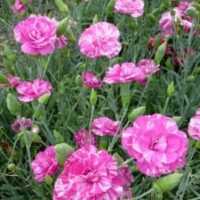 A cluster of vibrant pink Dianthus 'Regency' 6" Pot with intricate petal patterns, surrounded by lush green foliage.