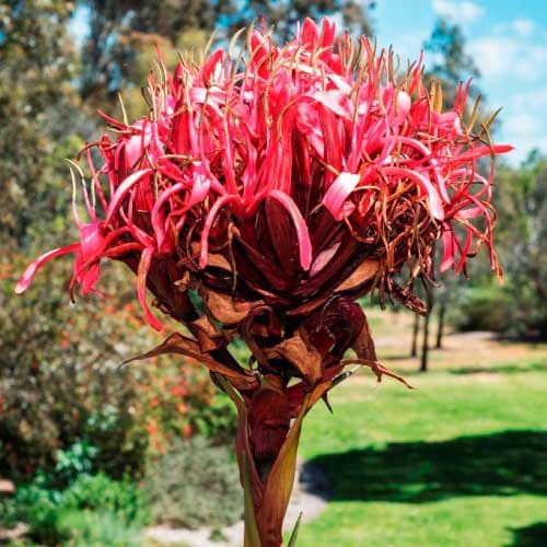 A vibrant red Doryanthes 'Gymea Lily' blooms against a backdrop of greenery under a bright sky, nestled in a 6" pot.