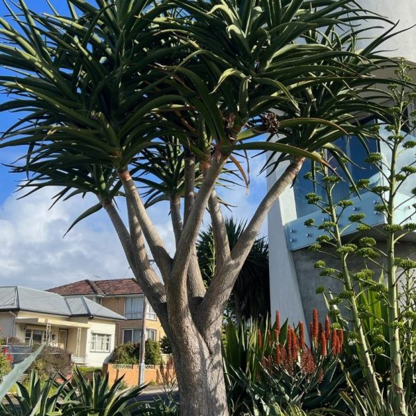 A tall tree with long, narrow leaves stands in a garden adorned with vibrant Osteospermum 'Serenity™ Dark Purple' African Daisies and various other plants and flowers, in front of a modern house on a sunny day.