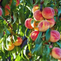 Ripe peaches hanging on a Prunus 'Elberta' Peach Tree 10" Pot in an orchard, bathed in sunlight.