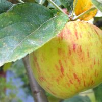 Malus 'Gravenstein' Apple Tree 8" Pot with yellow and red stripes hanging on a tree branch, surrounded by green leaves.