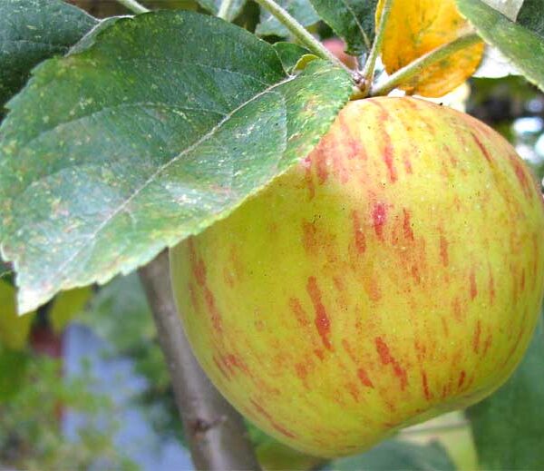 Malus 'Gravenstein' Apple Tree 8" Pot with yellow and red stripes hanging on a tree branch, surrounded by green leaves.