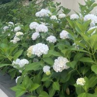 Hydrangea macrophylla 'White' displays full white blooms and lush green leaves, thriving along a low concrete wall in a garden or outdoor space.