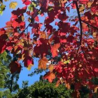Sunlit red and orange autumn leaves of the Acer rubrum 'Fairview Flame' Maple glow on tree branches, set against a clear blue sky and green trees in the background.