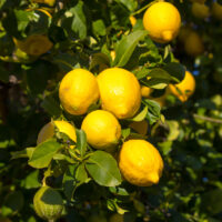Citrus 'Eureka' Lemon Tree