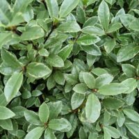 Close-up of lush, green Pittosporum 'Hole in One' PBR leaves with waxy surfaces and distinct veins, ideal for achieving a realistic PBR material appearance.