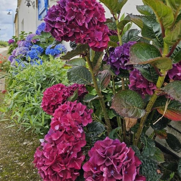 Close-up view of vibrant, blooming hydrangea flowers in shades of pink, purple, and blue, with a stunning Paeonia 'Cora Louise' Peony Rose 8" Pot peeking through, all growing along the side of a building.