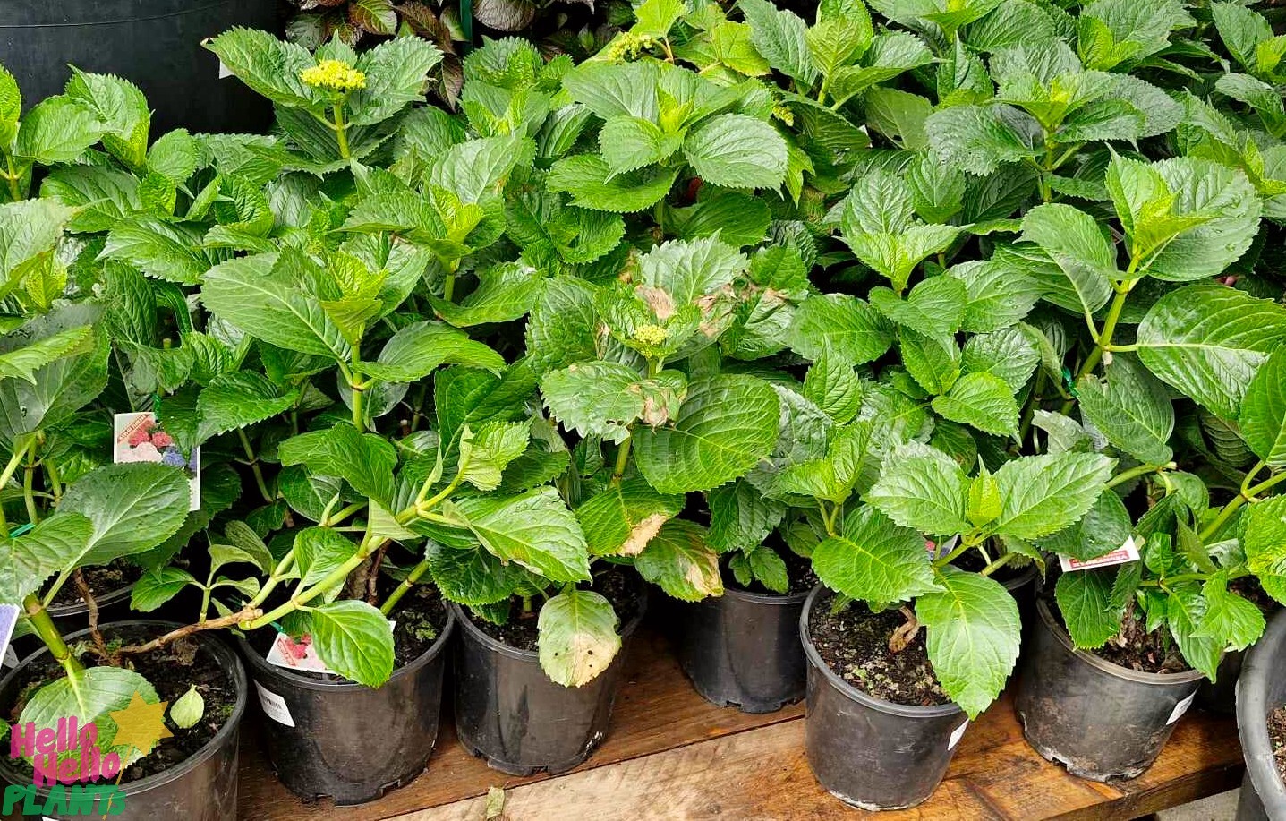 A Hydrangea macrophylla 'Pink' in an 8" pot graces the wooden surface, its budding flowers adding a touch of elegance.