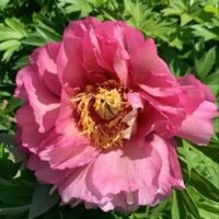 The Paeonia 'Julia Rose' Peony Rose 8" Pot showcases a pink peony in full bloom, elegantly encircled by lush green leaves.