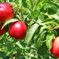 Prunus 'Early Rivers' Nectarines hanging on a branch with green leaves in bright sunlight.
