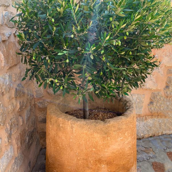 A small Olea 'Kalamata Jumbo' Olive Tree with green leaves and some olives, planted in a large beige stone pot against a stone wall backdrop.