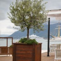 An Olea 'Kalamata Jumbo' Olive Tree sits on a wooden deck near the water, with yachts seen in the background under a cloudy sky.