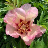 The Paeonia 'Pastel Splendour' Peony Rose in an 8" pot features pink and white petals with a dark red center, yellow stamens, and is elegantly framed by green leaves.