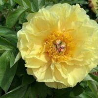 In full bloom, the Paeonia 'Yellow Crown' Peony Rose in an 8" pot captivates with its vibrant petals amid lush green leaves.