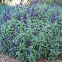 A dense patch of Salvia 'Anthony Parker' 6" Pot plants with tall purple flowers against a green corrugated metal fence.