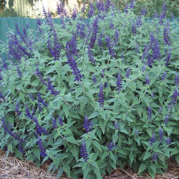 A dense patch of Salvia 'Anthony Parker' 6" Pot plants with tall purple flowers against a green corrugated metal fence.