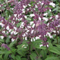 A close-up view of purple and white Salvia 'Waverly' Sage 6" Pot flowers blooming among green leaves.