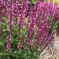 Salvia nemorosa Pink flowering Sage Bush in cottage style garden. Hot pink flower spikes.