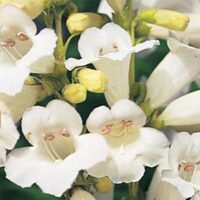 Close-up of white Penstemon 'Swan Lake' 4" Pot flowers with yellow centers, surrounded by purple blooms, showcasing detailed petals.
