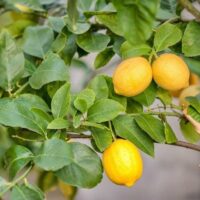 Bright yellow lemons hanging on a lush, Citrus Lemon Tree 'Thornless' 10" Pot with vibrant leaves.