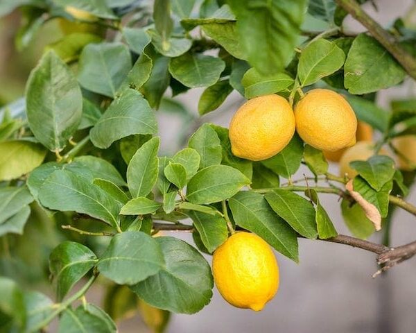 Bright yellow lemons hanging on a lush, Citrus Lemon Tree 'Thornless' 10" Pot with vibrant leaves.