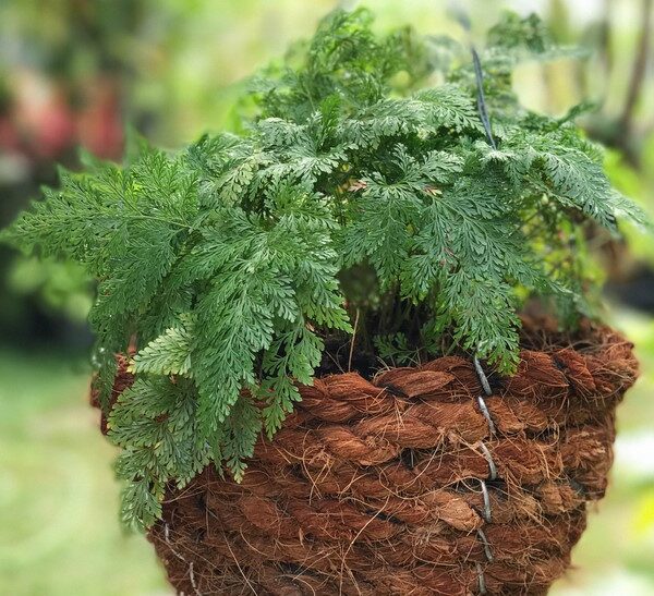Rabbit's Foot Fern Hares foot fern basket