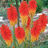 Kniphofia 'Traffic Lights' 6" Pot flowers with bright orange-red and yellow tips blooming in a garden.