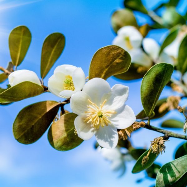 michelia yunnanensis magnolia evergreen green glossy leaves with fragrant creamy white cupped flowers growing off of a branch