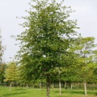 A healthy young Nyssa 'Tupelo' Tree 8" Pot full of red apples, standing in a lush green park with more Nyssa tupelo trees visible in the background.