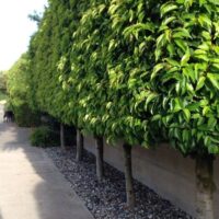 pleached portuguese laurel hedge