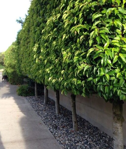 pleached portuguese laurel hedge