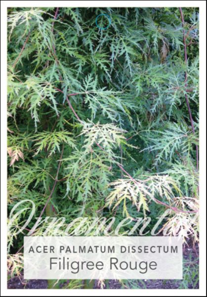 Close-up of Acer 'Filigree Rouge' Japanese Maple, featuring finely divided green leaves; product name appears at the bottom.