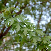 Close-up of green Acer 'Silver' Japanese Maple leaves in focus with a softly blurred tree background.