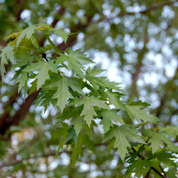 Close-up of green Acer 'Silver' Japanese Maple leaves in focus with a softly blurred tree background.