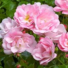 A cluster of Rose 'Appleblossom' PBR Carpet 7" Pot with yellow centers, surrounded by green leaves.