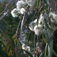 Close-up of white fluffy Corymbia 'Baby Citro™' Gum seed heads among green foliage, with sunlight filtering through in the background.
