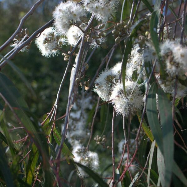 Close-up of white fluffy Corymbia 'Baby Citro™' Gum seed heads among green foliage, with sunlight filtering through in the background.