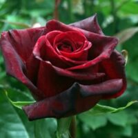 A close-up of a deep red Rose 'Black Magic' with velvety petals, set against a blurred green leafy background.