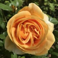 Close-up of a vibrant yellow Rose 'Candlelight' Bush Form with multiple petals, surrounded by green leaves.