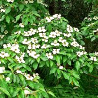 A Cornus capitata 'Himalayan' Dogwood bush, with abundant green leaves and many small white flowers, grows in an outdoor natural setting.